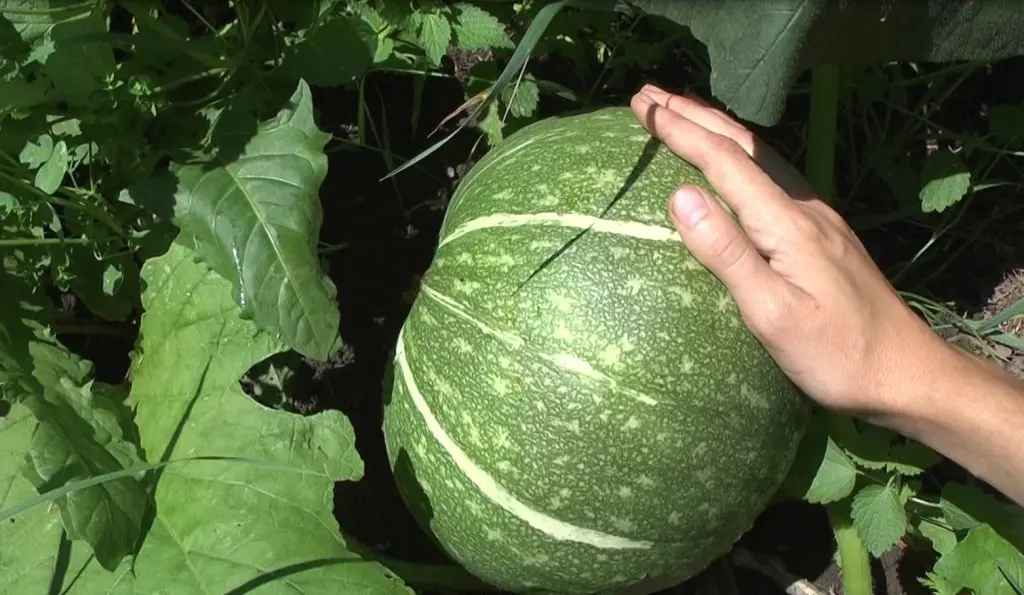 How to pinch a pumpkin: technology and benefits