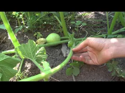 How to pinch a pumpkin: technology and benefits