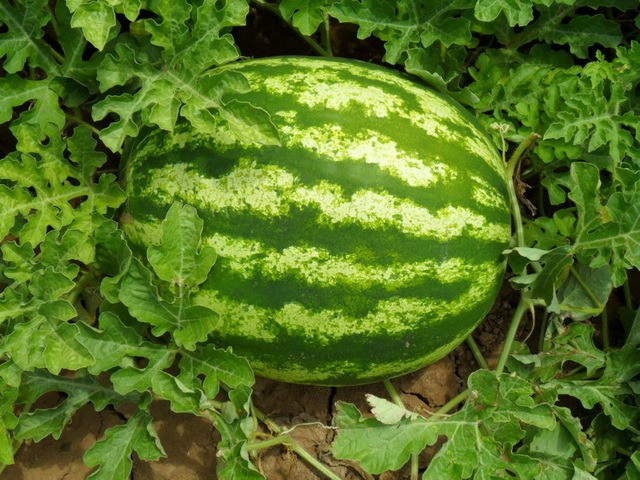 How to pinch a watermelon: the importance and correctness of the procedure