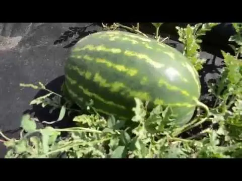 How to pinch a watermelon: the importance and correctness of the procedure