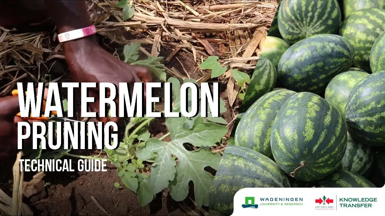 How to pinch a watermelon: the importance and correctness of the procedure