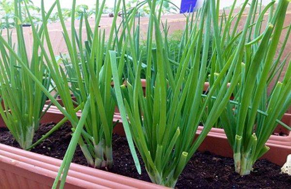 How to plant a batun on a windowsill