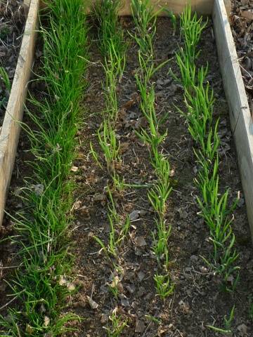 How to plant a batun on a windowsill