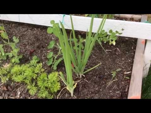 How to plant a batun on a windowsill