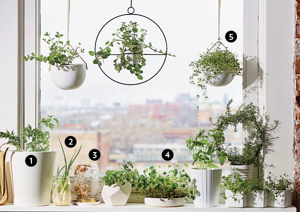 How to plant a batun on a windowsill