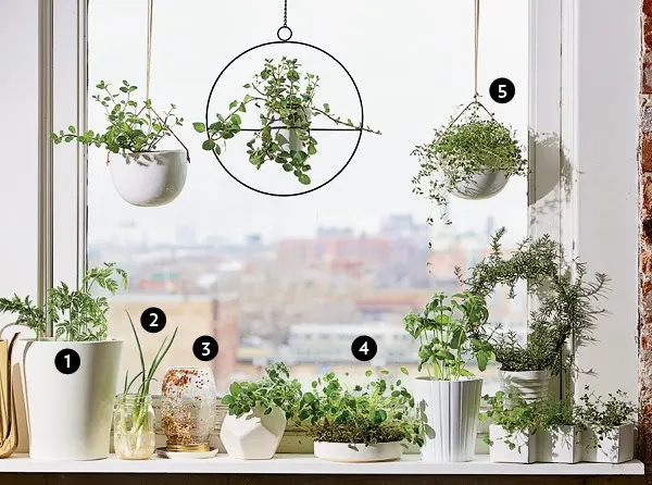 How to plant a batun on a windowsill