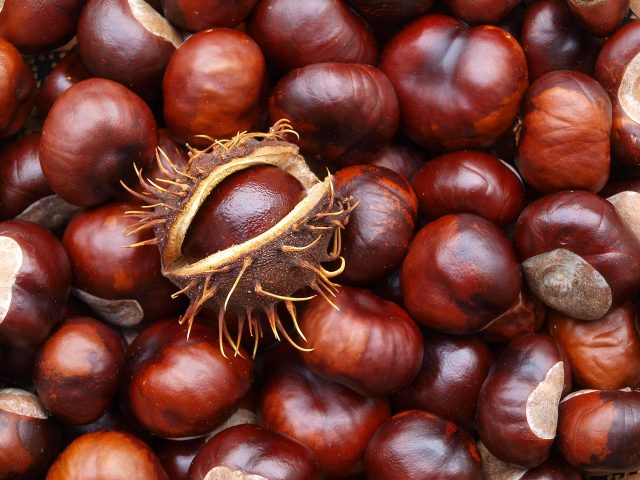 How to plant a chestnut tree