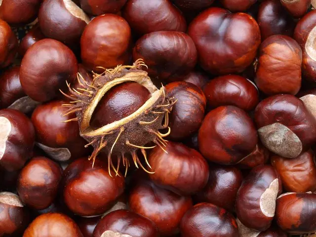 How to plant a chestnut tree