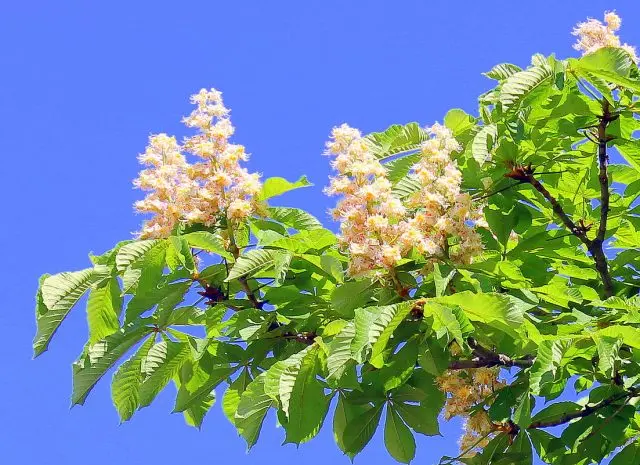 How to plant a chestnut tree