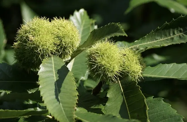 How to plant a chestnut tree