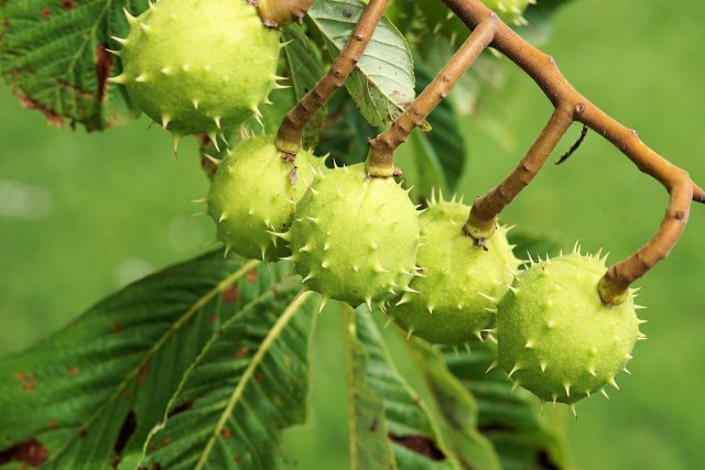 How to plant a chestnut tree