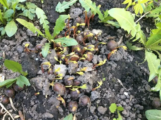 How to plant a chestnut tree