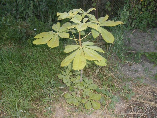 How to plant a chestnut tree