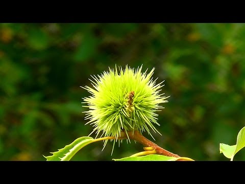 How to plant a chestnut tree