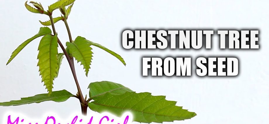 How to plant a chestnut tree