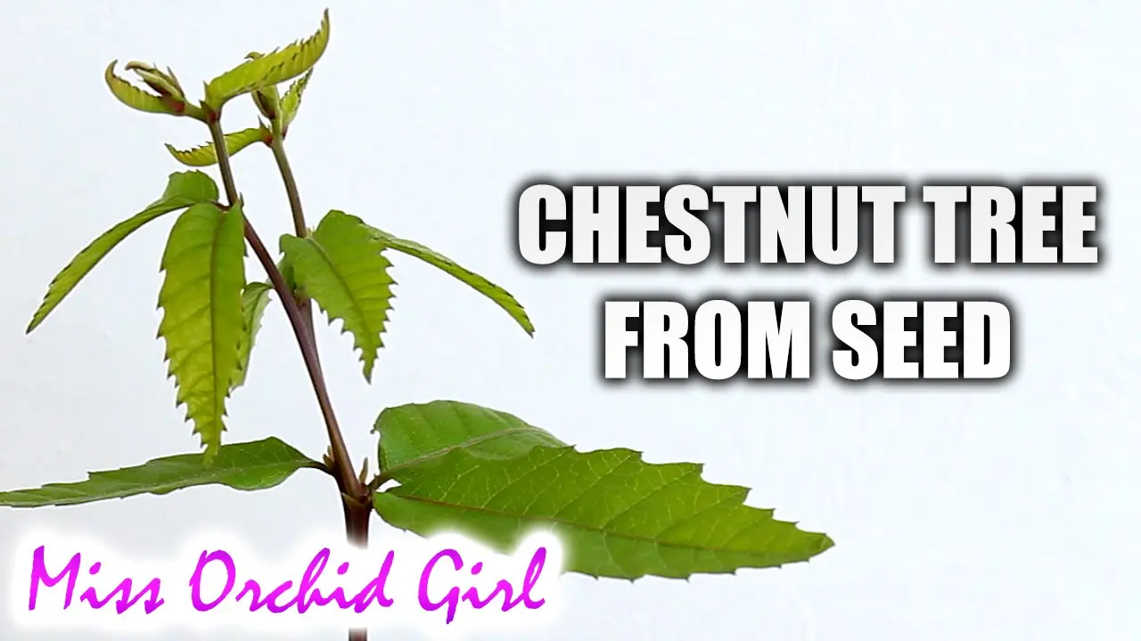 How to plant a chestnut tree