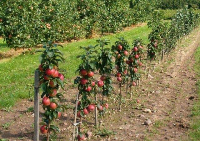 How to plant a columnar apple tree in autumn