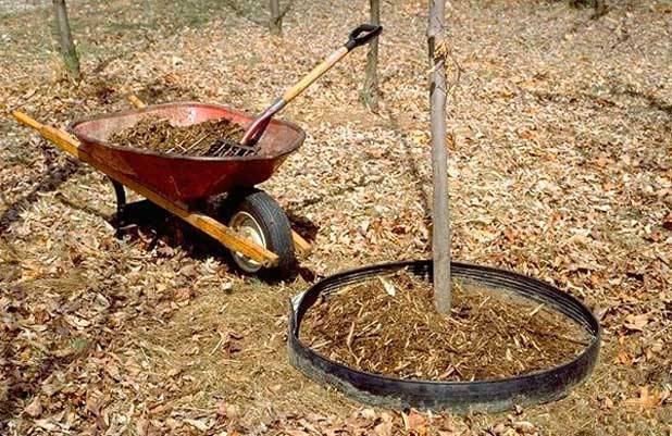 How to plant a columnar apple tree in autumn