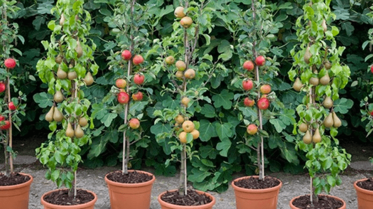 How to plant a columnar apple tree in autumn