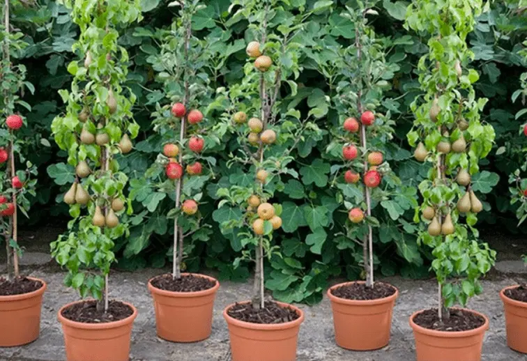 How to plant a columnar apple tree in autumn