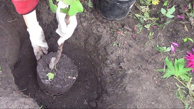 How to plant a columnar apple tree in spring: step by step guide, video