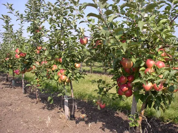 How to plant a dwarf apple tree: planting scheme with photo