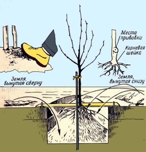 How to plant a dwarf apple tree: planting scheme with photo