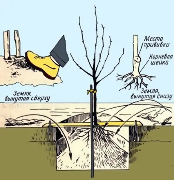 How to plant a dwarf apple tree: planting scheme with photo