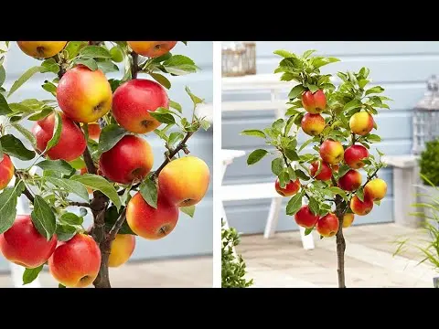 How to plant a dwarf apple tree: planting scheme with photo