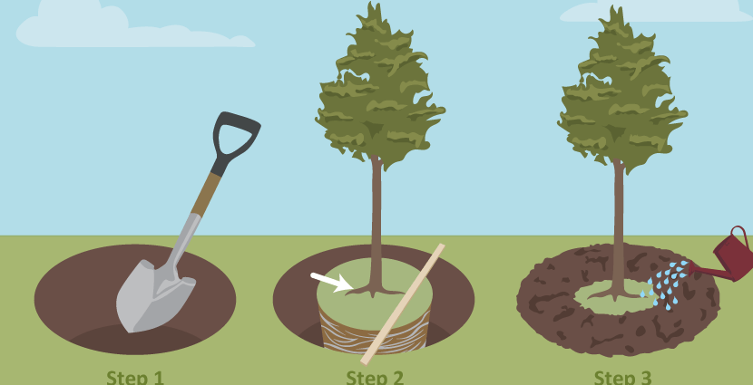 How to plant a garden: tree selection and gardening tips