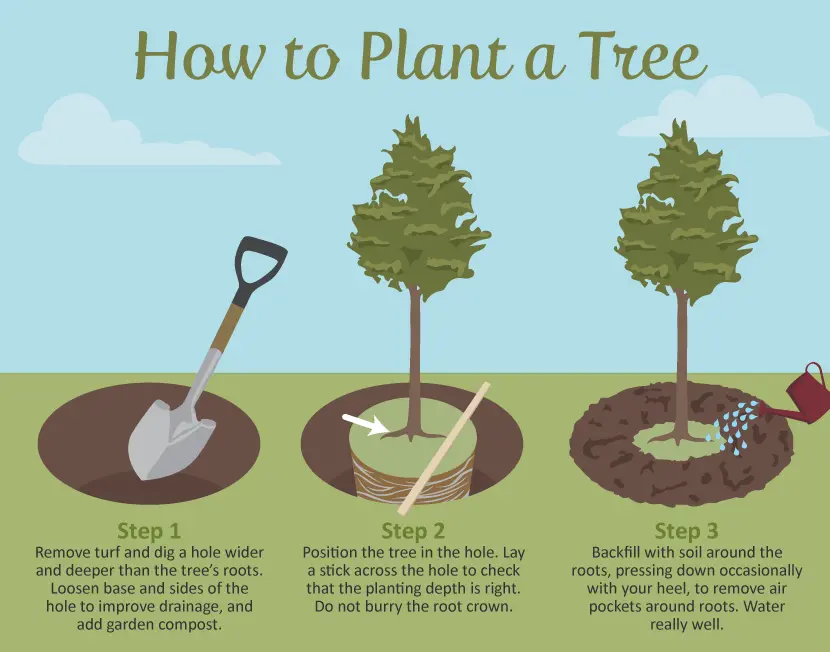 How to plant a garden: tree selection and gardening tips