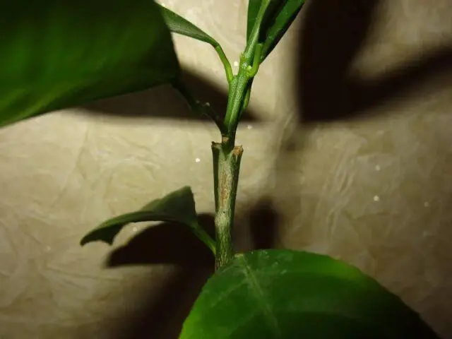 How to plant a homemade tangerine grown from a stone