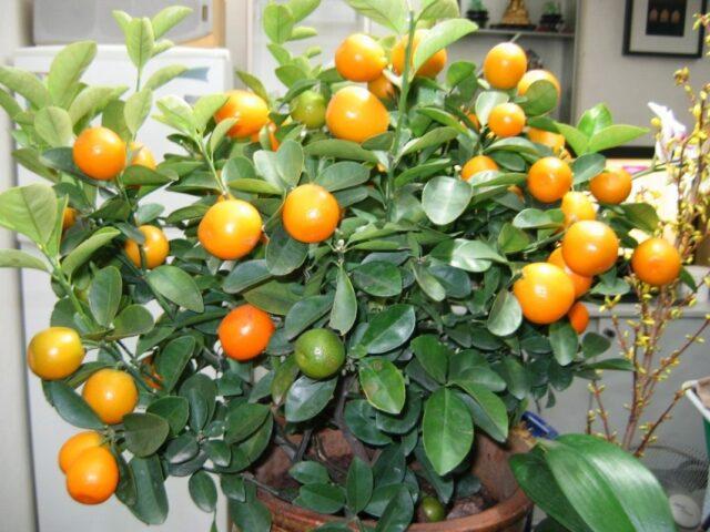 How to plant a homemade tangerine grown from a stone