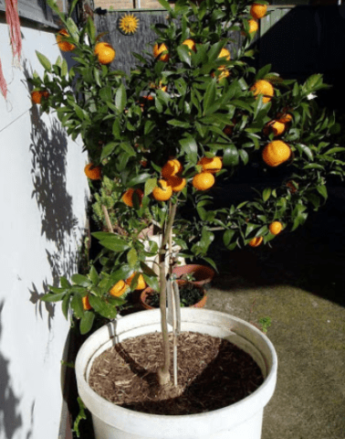 How to plant a homemade tangerine grown from a stone