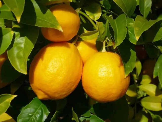 How to plant a lemon at home