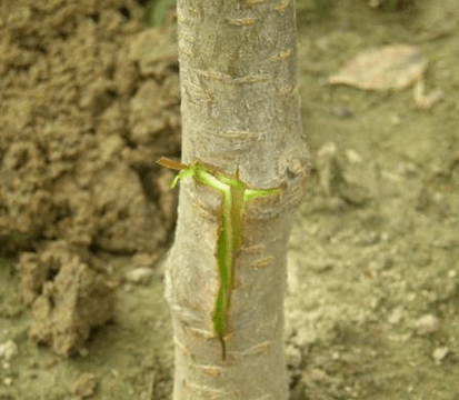 How to plant a lemon at home