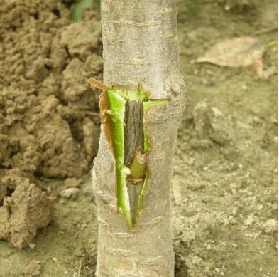 How to plant a lemon at home