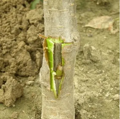 How to plant a lemon at home