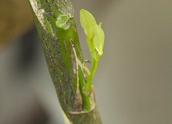 How to plant a lemon at home