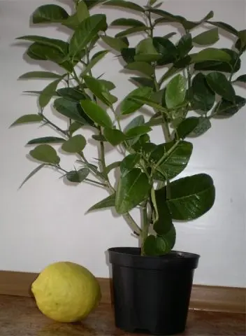 How to plant a lemon at home