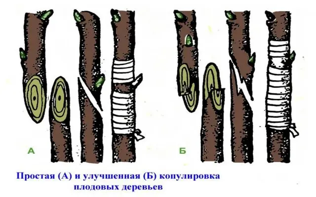 How to plant a lemon at home