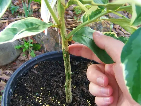 How to plant a lemon at home