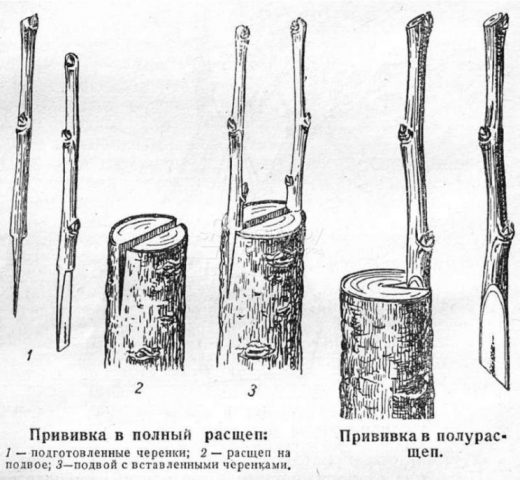 How to plant a lemon at home