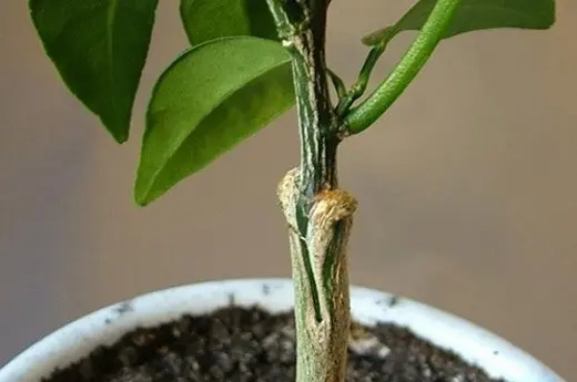 How to plant a lemon at home