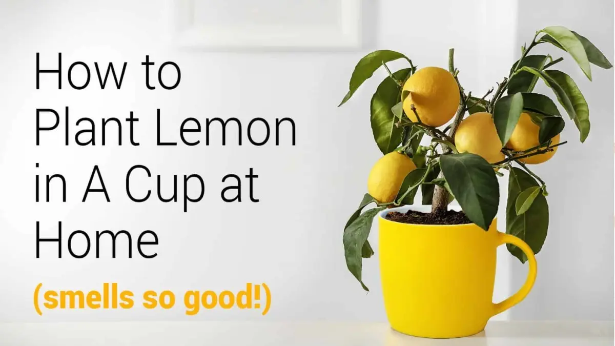 How to plant a lemon at home