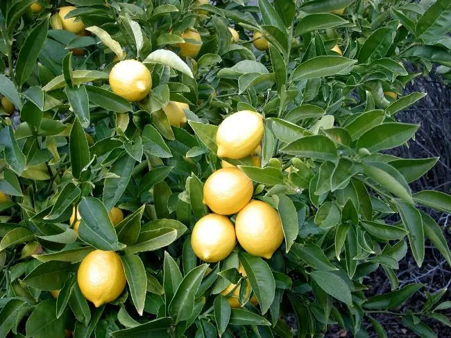 How to plant a lemon tree at home