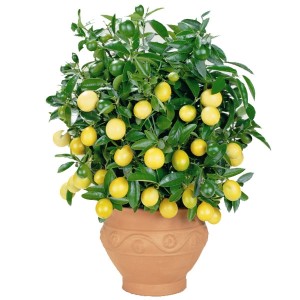 How to plant a lemon tree at home