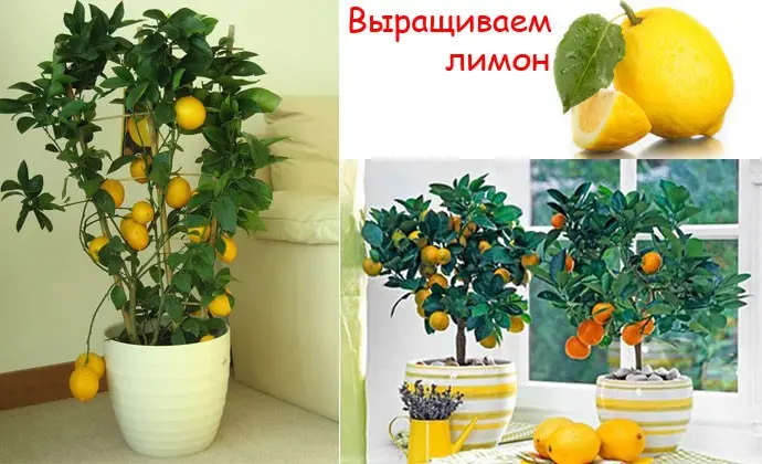 How to plant a lemon tree at home