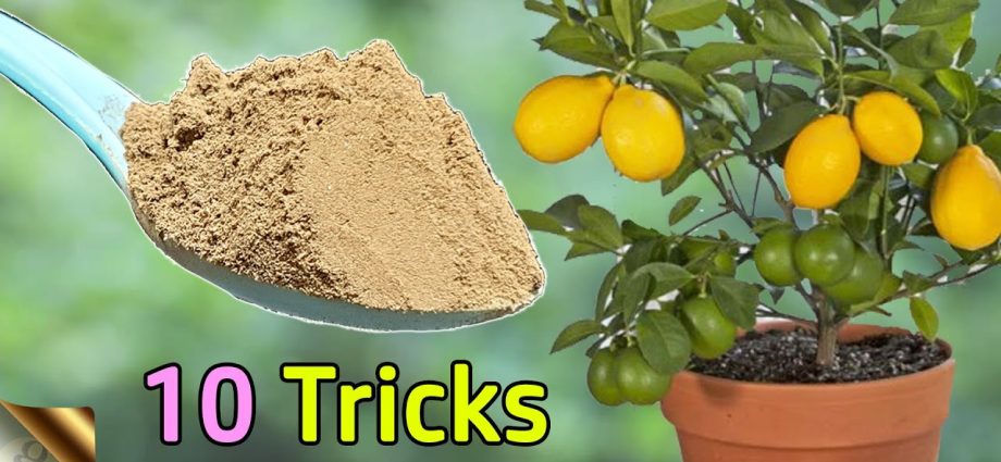 How to plant a lemon tree at home