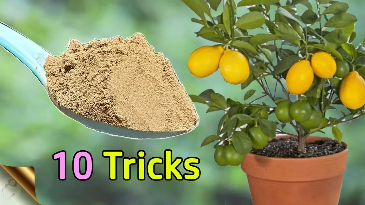 How to plant a lemon tree at home